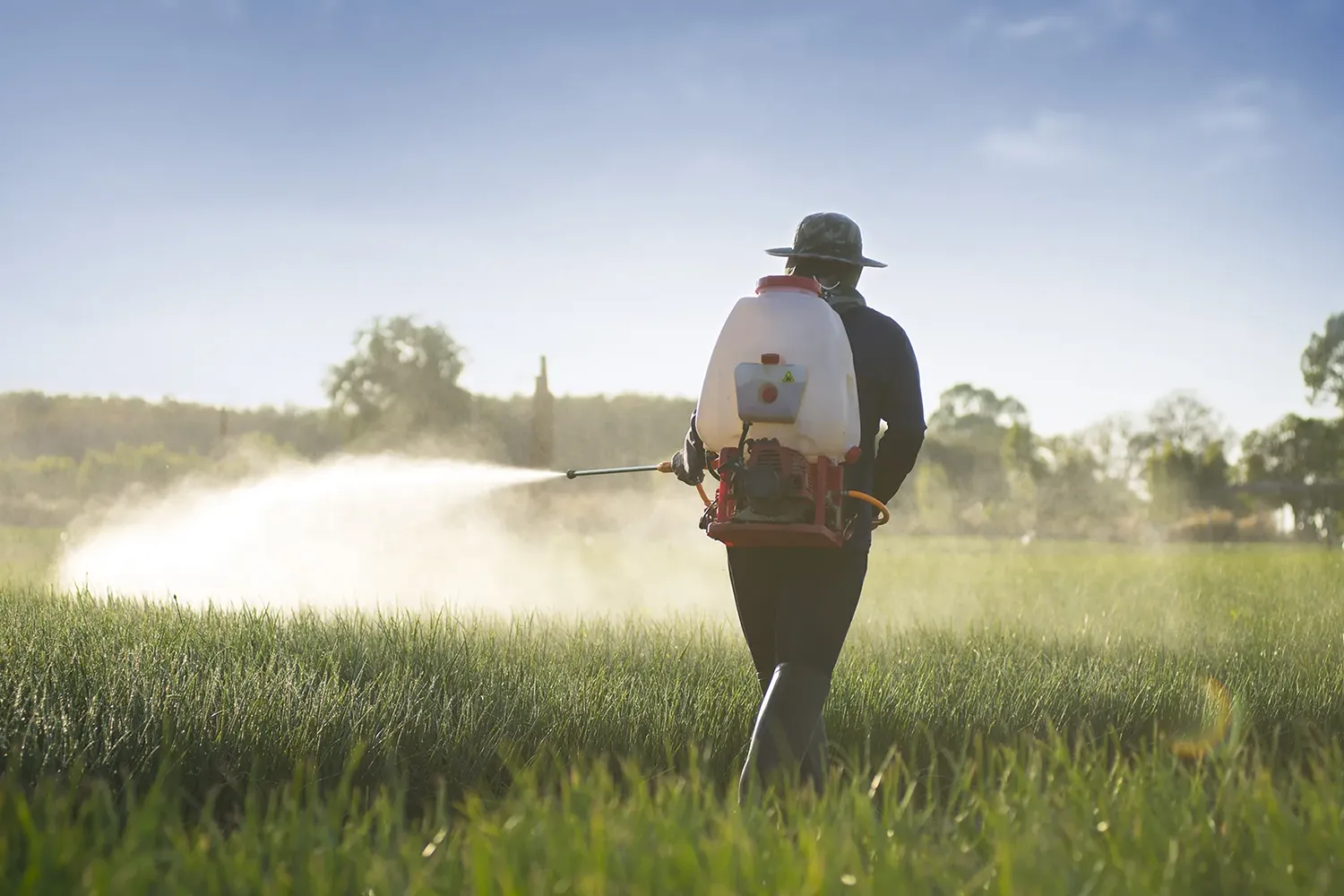 Alimentos para Perros en Membrilla: Nutrición Completa para tu Mascota