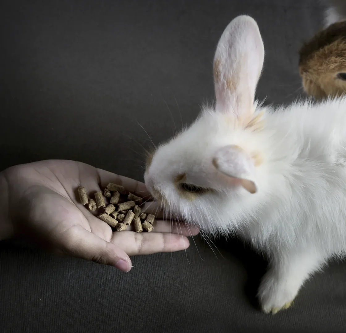Alimentos Mascotas Membrilla - Nutrición completa para tus animales