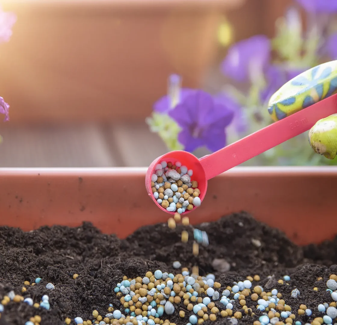 Semillas certificadas para huertos en Membrilla